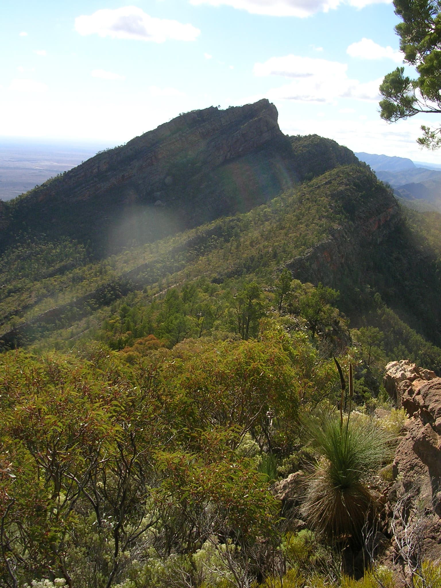 Picture of Mt Abrupt, in Wilpena Pound SA