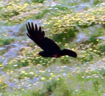 Red-billed Chough, nominate subspecies, South Stack, June 2008, my image