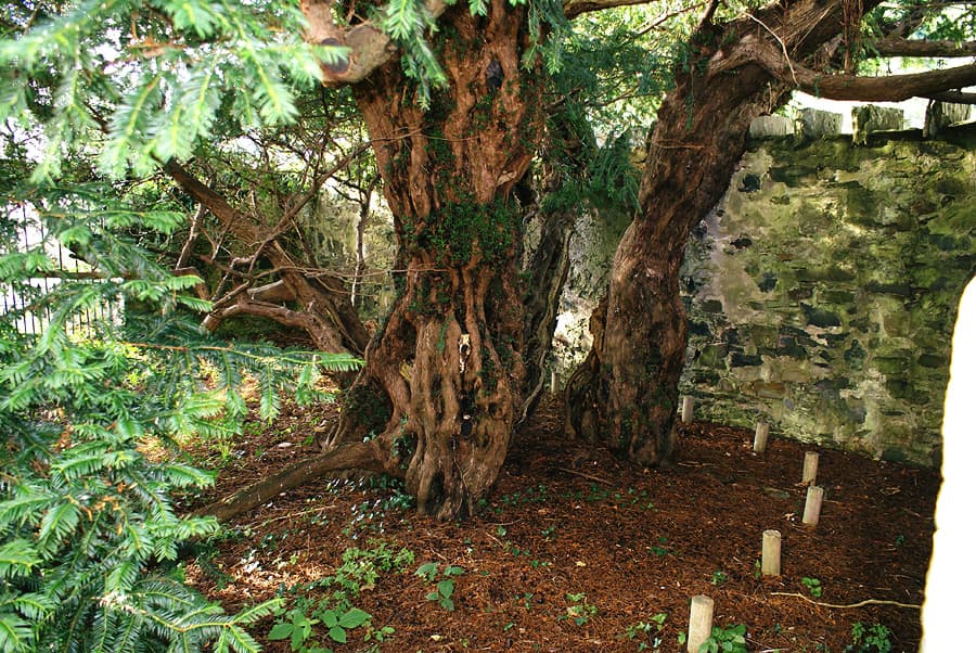 Fortingall Yew (Taxus baccata) the oldest creature in Europe (2-5000 years old). The original size of the trunk is marked by the wooden poles.
