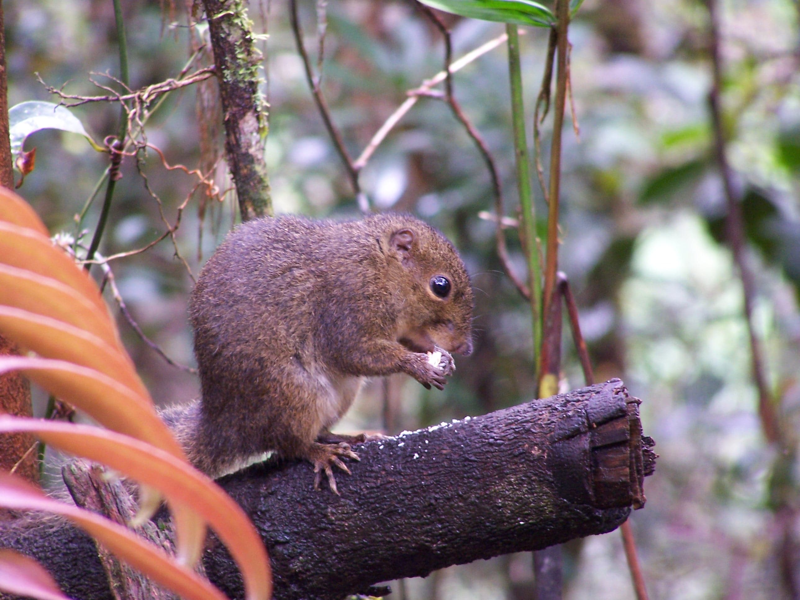 A mountain squirrel, probably Sundasciurus tenuis, found on Mount Kinabalu in Malaysian Borneo