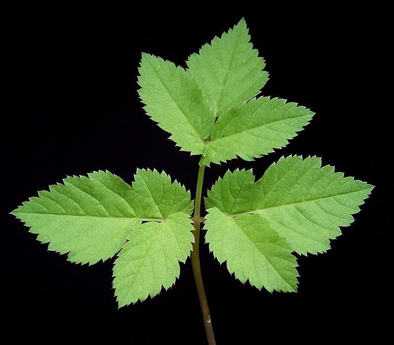 Aegopodium podagraria