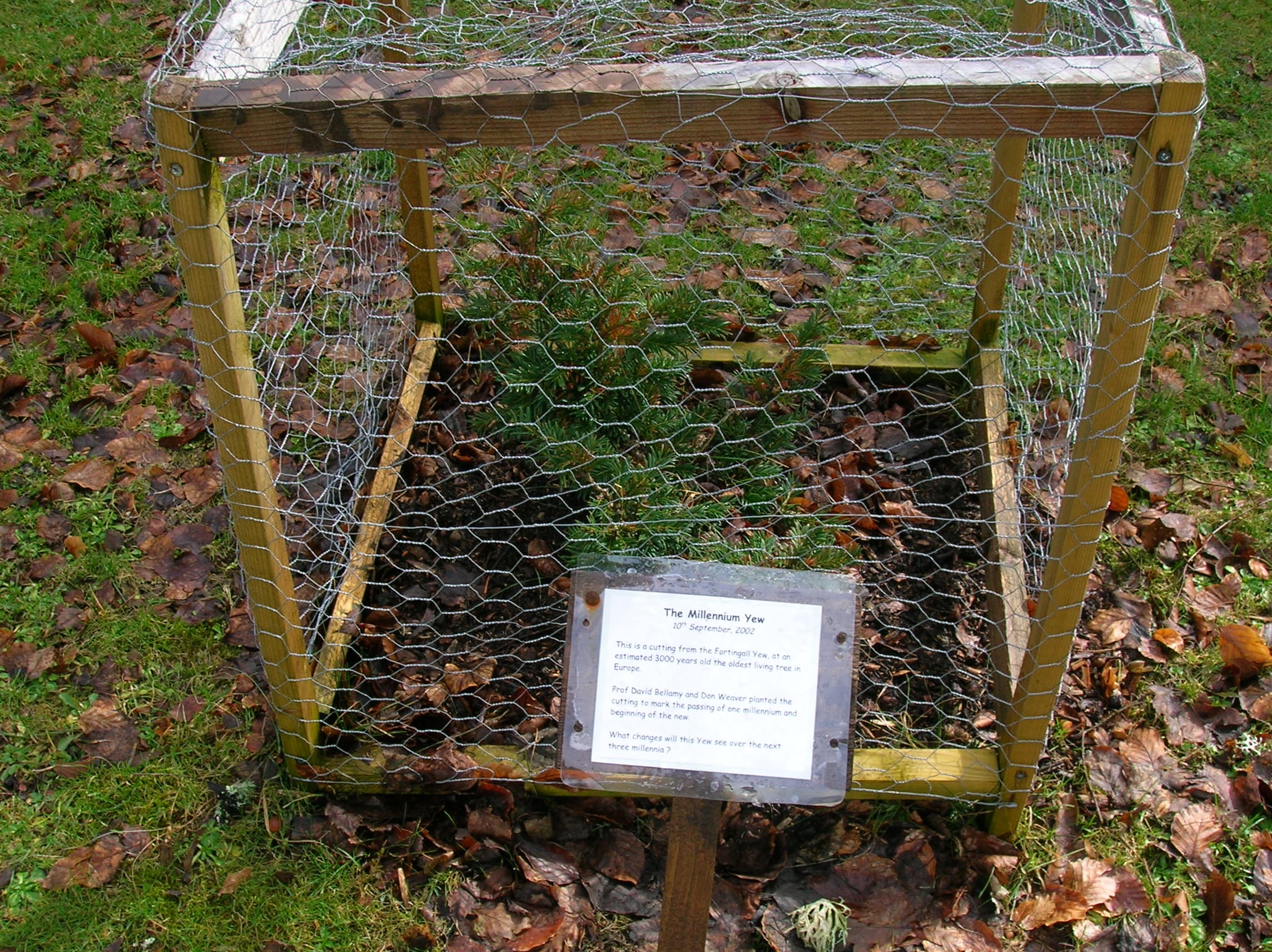 A cutting of the Fortingall Yew at Kindrogan Field Studies Centre, Enochdu, Scotland. Planted by Professor David Bellamy.