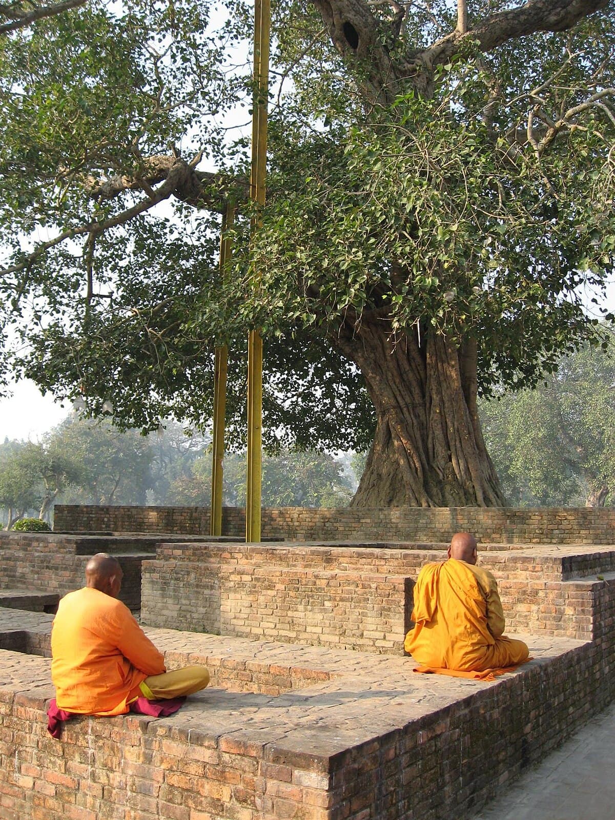 Buddhist monks meditating under the Anandabodhi tree in Jetavana Monastery, Sravasti, Uttar Pradesh, India. This is one of the 3 most holy Bodhitrees in Buddhism. The original tree was a sapling of the Mahabodhi tree in Bodhgaya.