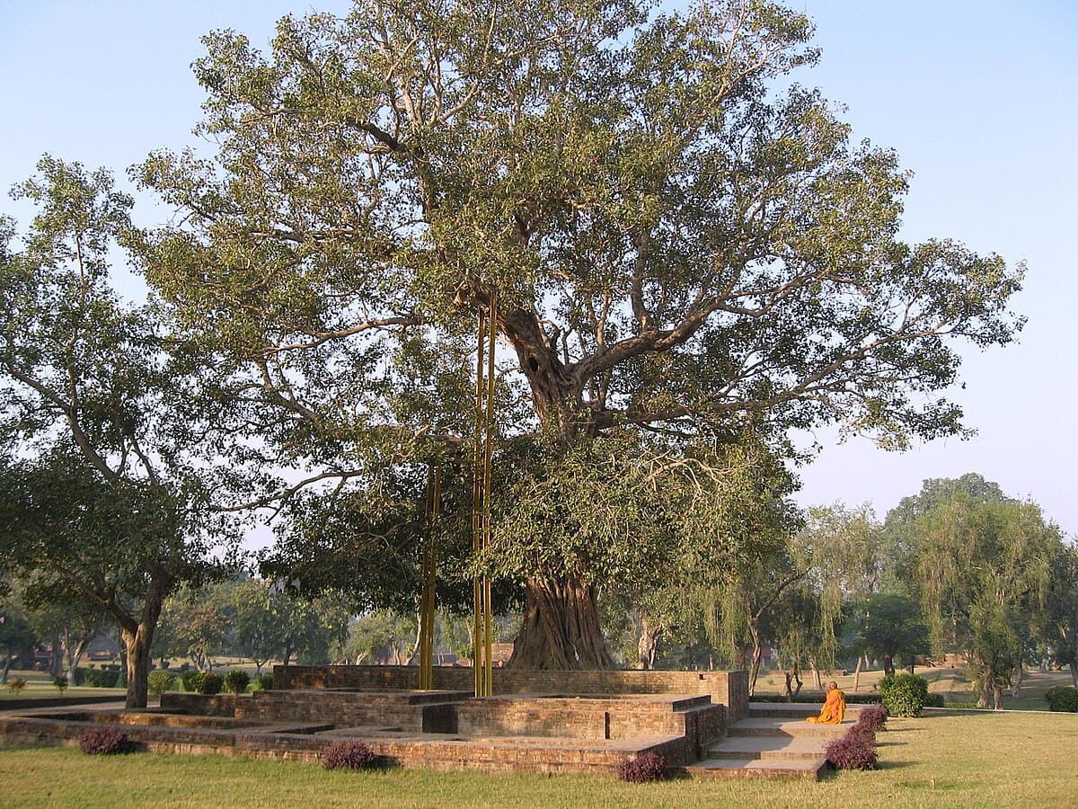 Anandabodhi tree,  one of 3 most holy Bodhitrees in Buddhism. The original tree was a sapling of the Mahabodhi tree in Bodhgaya.