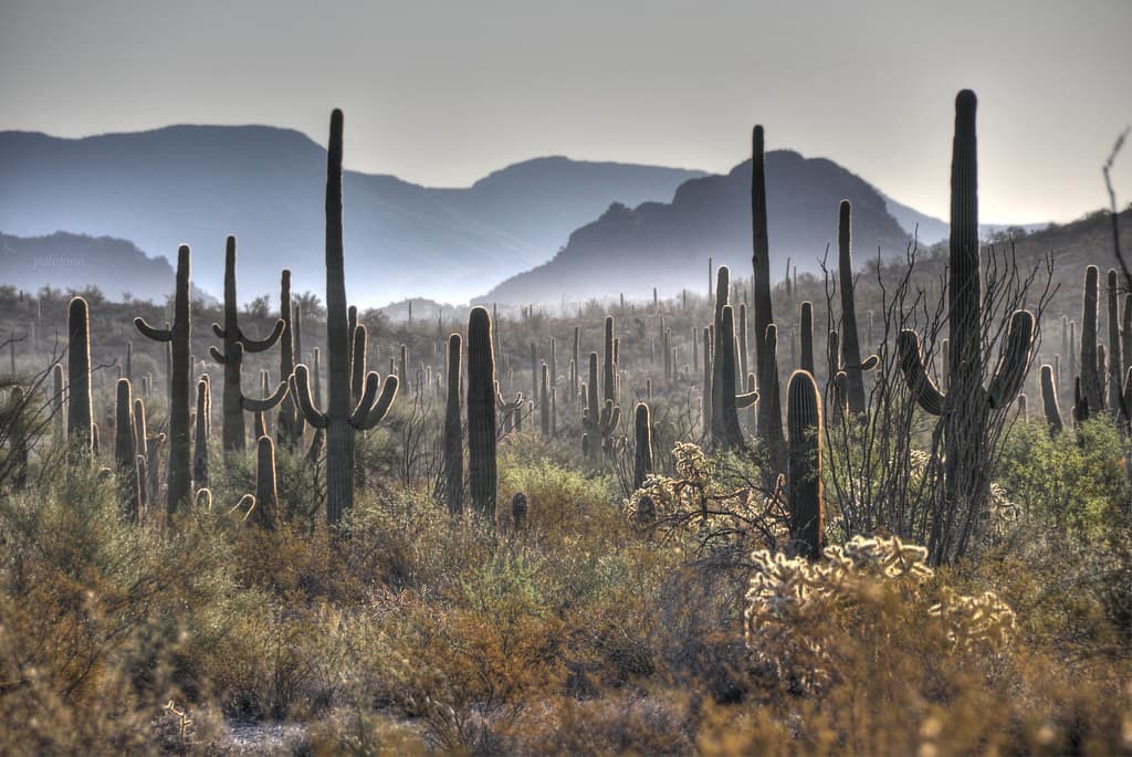 Organ Pipe Cactus National Monument, Arizona