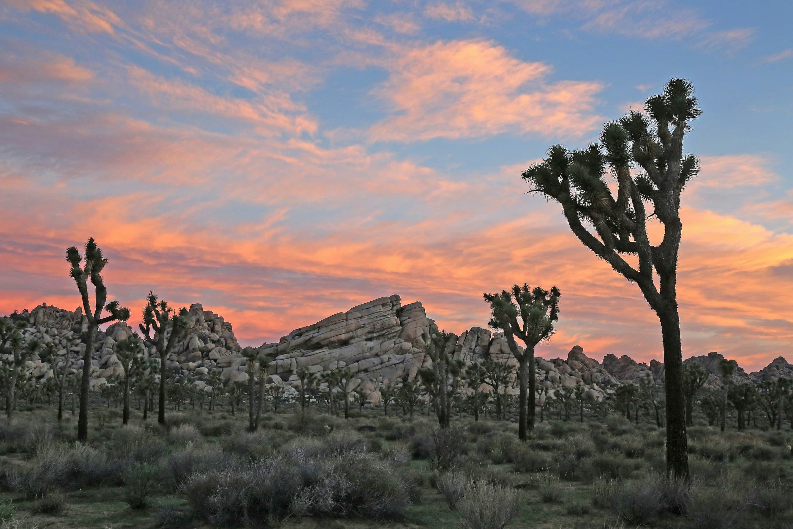 Joshua Tree National Park, California
