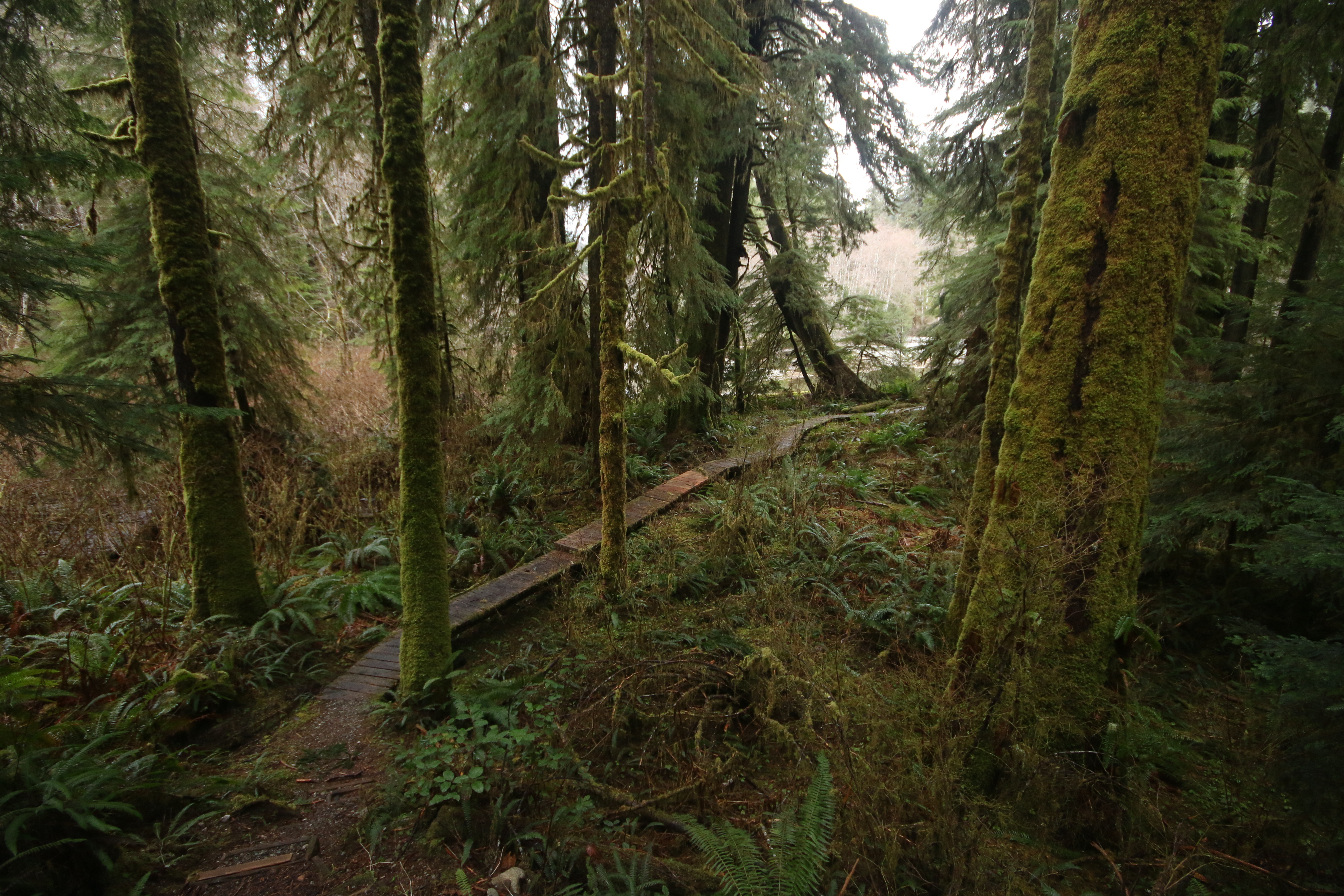 Walbran Valley