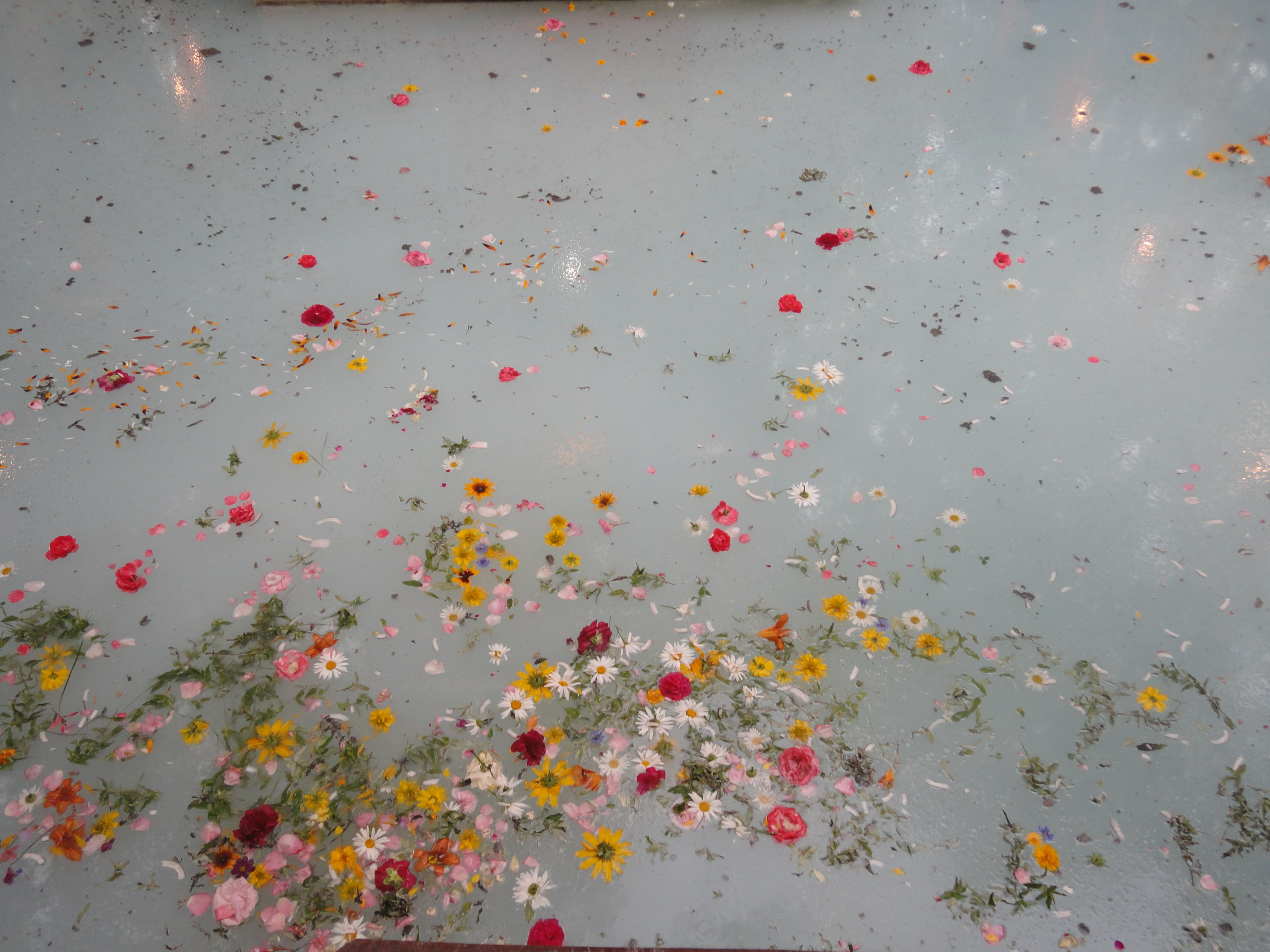 Flower offerings floating on the spring at Kheer Bhawani.