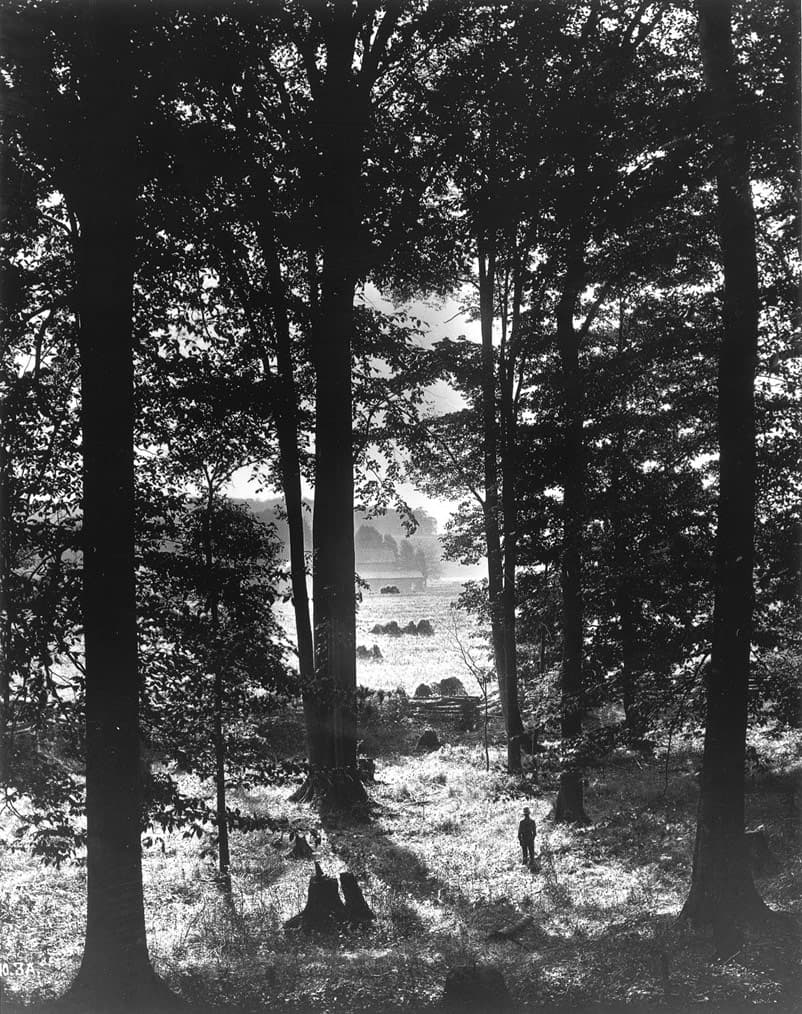 Sacred Grove