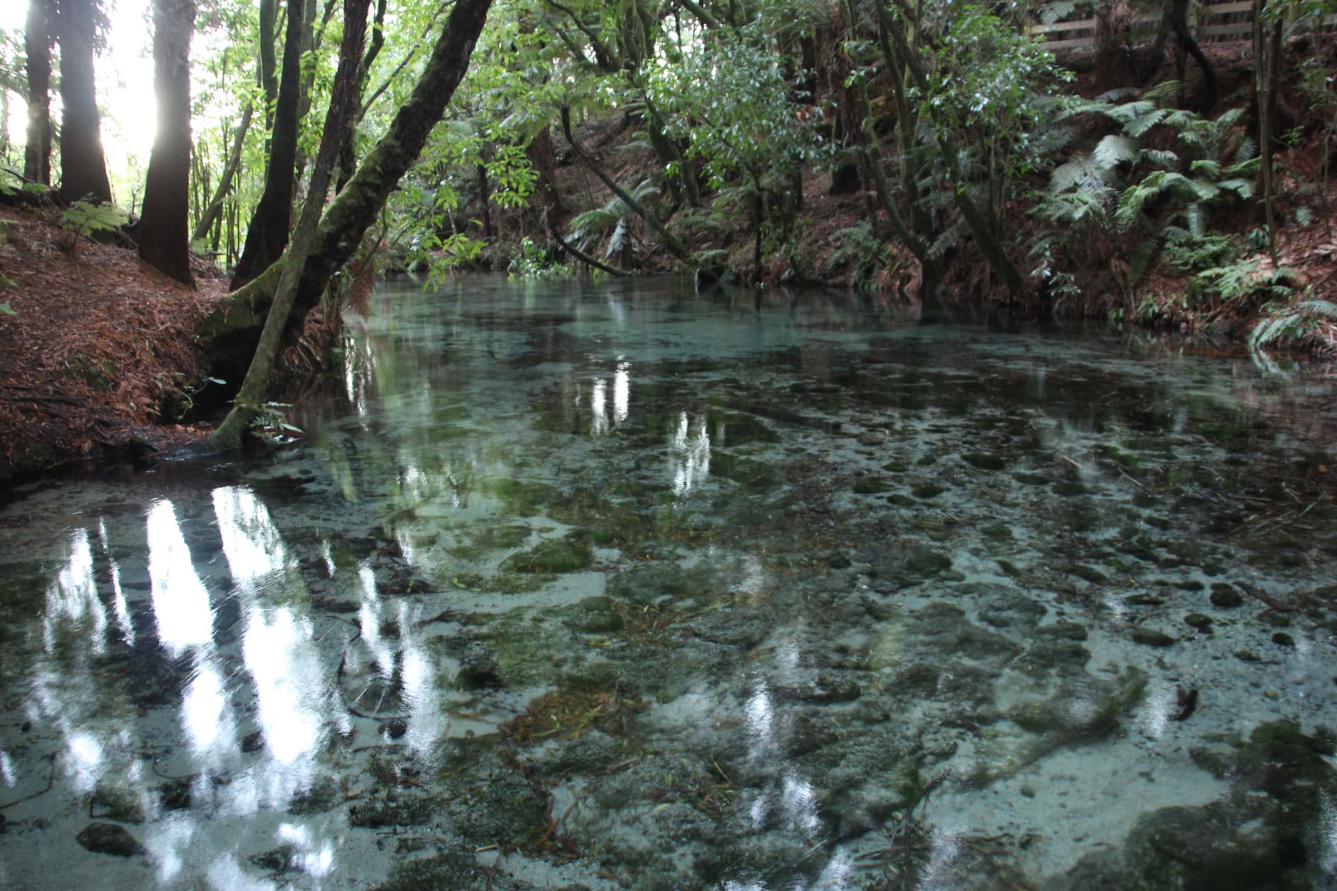 Hamurana Springs