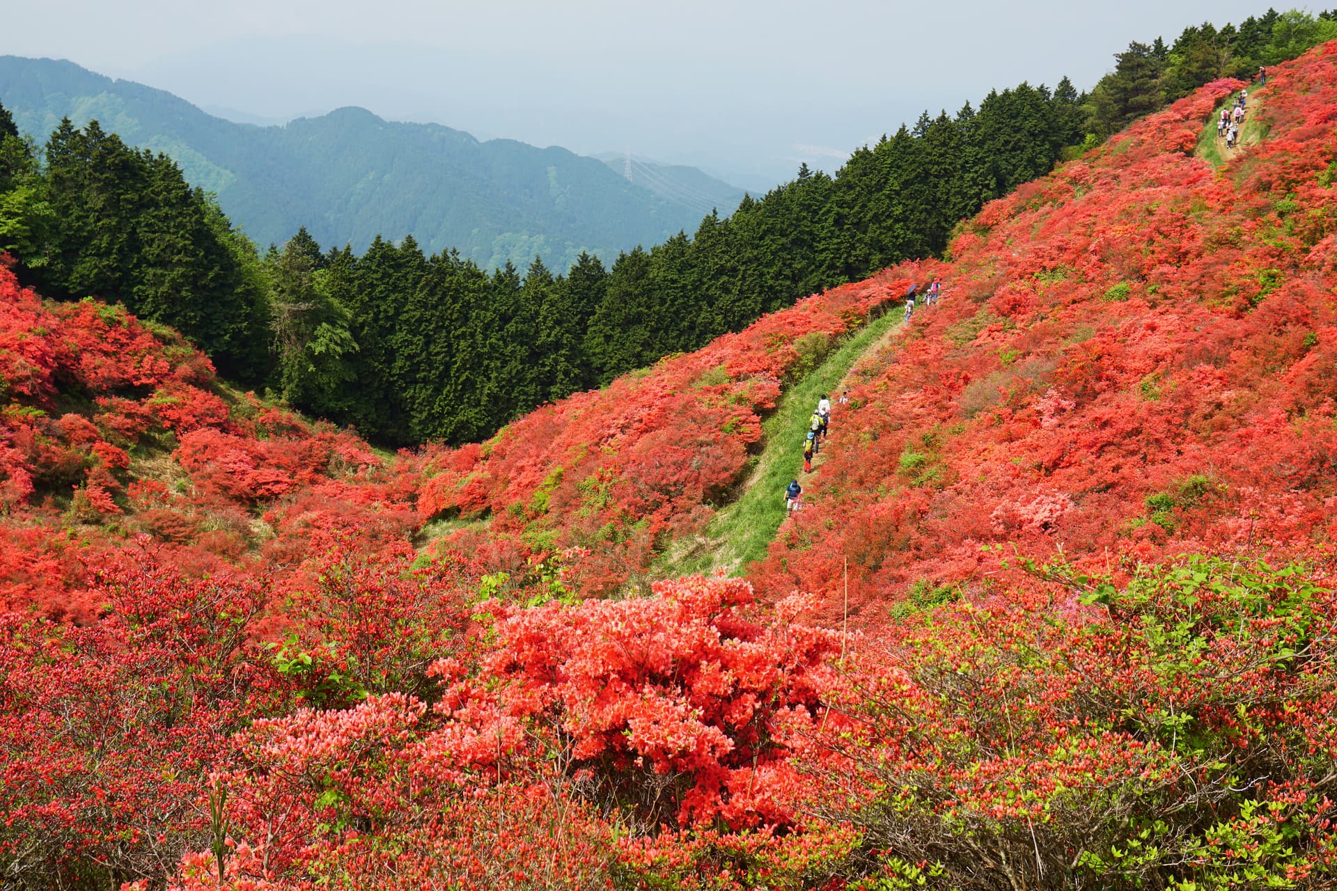 Mt. Katsuragi