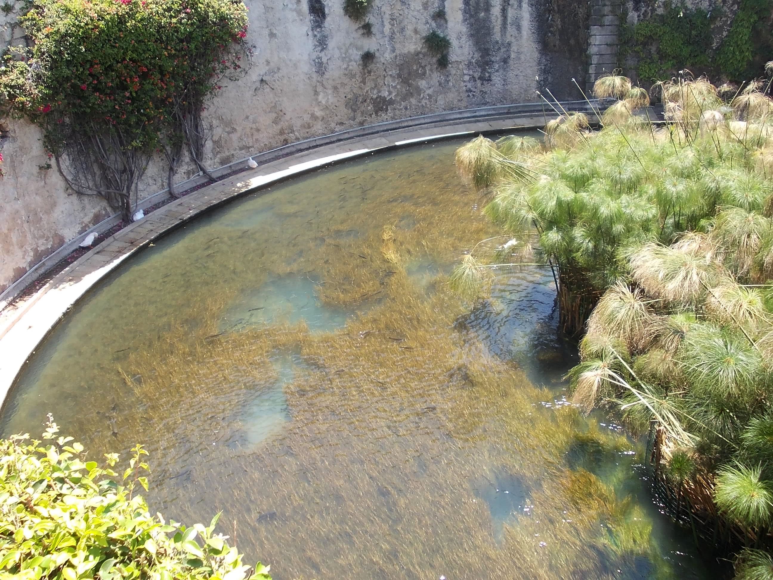 Arethusa Spring